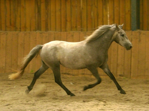 simbad